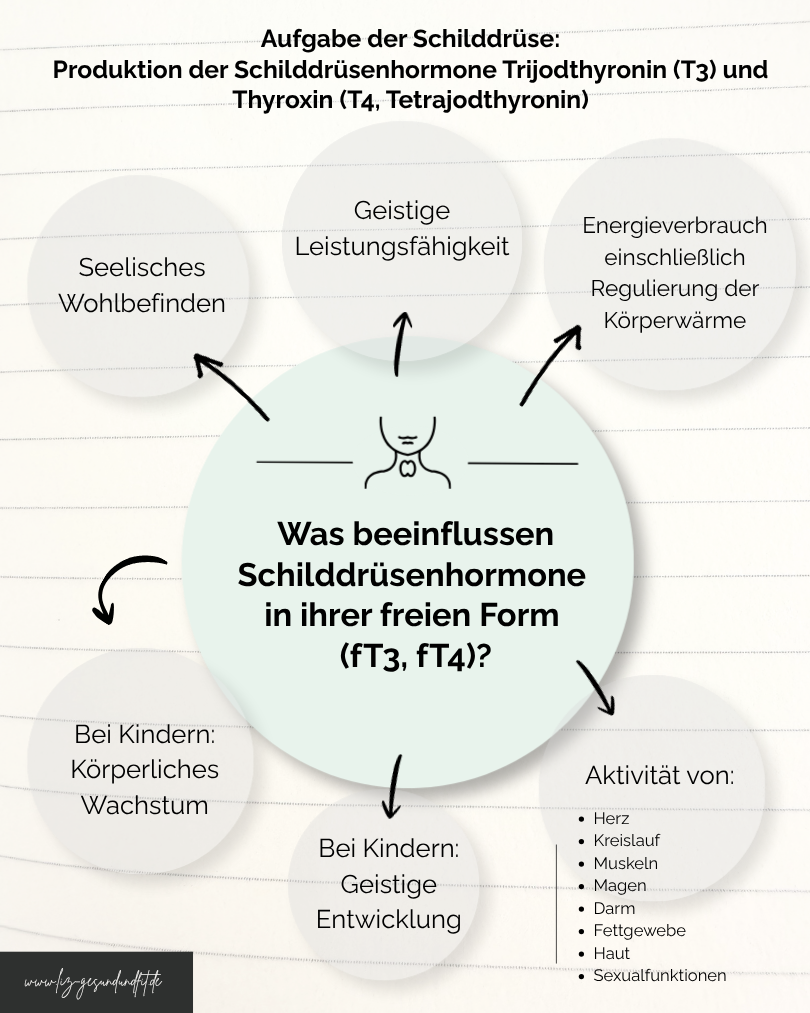 Bild Was beeinflussen Schilddrüsenhormone in ihrer freien Form.png
