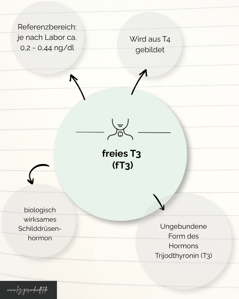 Bild freies T3